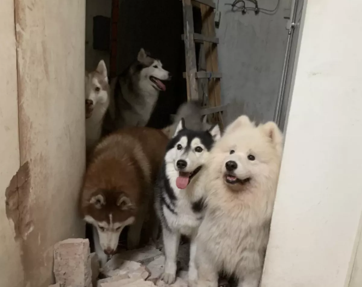 咖啡廳改建   哈士奇群在現場像「拆家工人」